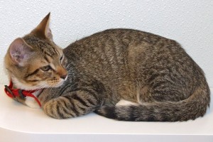 Picture of Gato