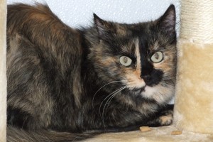 Picture of Gris