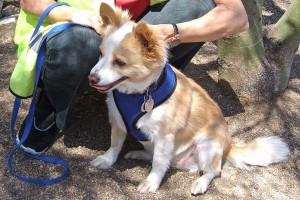 Picture of Harley