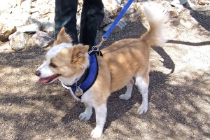 Picture of Harley