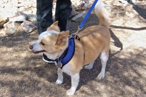 Picture of Harley