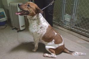 Picture of Henry