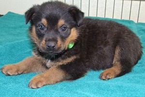 Picture of Jelly Bean