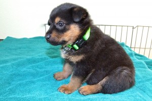 Picture of Jelly Bean