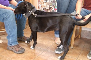 Picture of Kia
