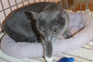 Picture of Lila