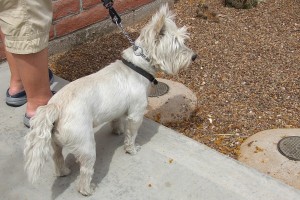 Picture of Little Champ