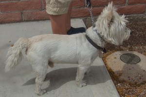 Picture of Little Champ