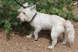 Picture of Little Champ
