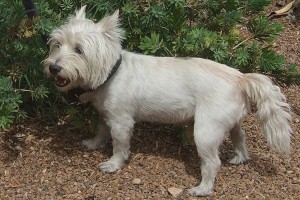 Picture of Little Champ
