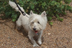 Picture of Little Champ