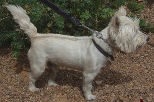 Picture of Little Champ