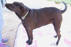 Picture of Lyric