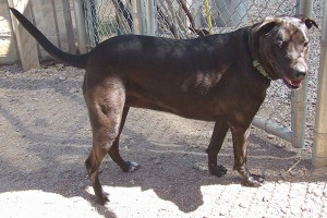 Picture of Lyric