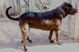 Picture of Lyric