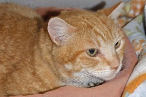 Picture of Marmalade