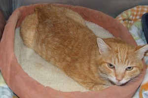 Picture of Marmalade