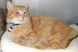 Picture of Marmalade