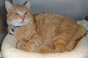 Picture of Marmalade