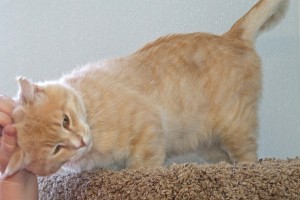 Picture of Oddie