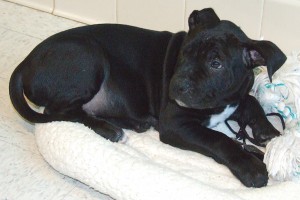 Picture of Paddy