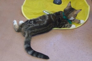 Picture of Petey Puss