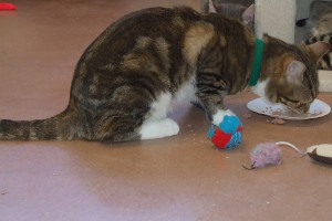 Picture of Petey Puss