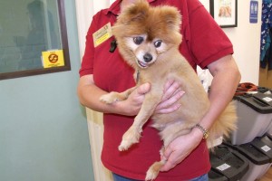 Picture of Pom Pom