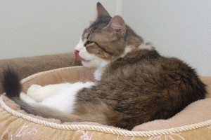 Picture of Precious II