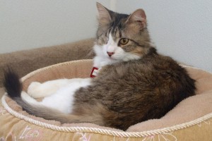 Picture of Precious II