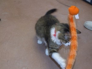 Picture of Precious II
