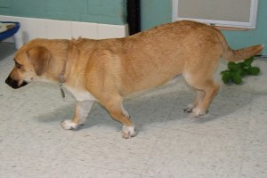 Picture of Reggie