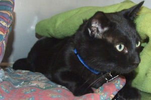 Picture of Rocky