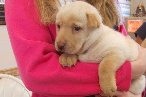 Picture of Roper