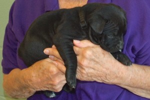 Picture of Shamrock