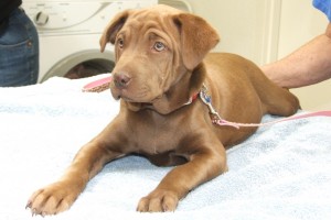 Picture of Shelby