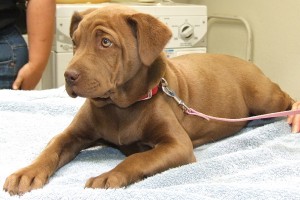 Picture of Shelby