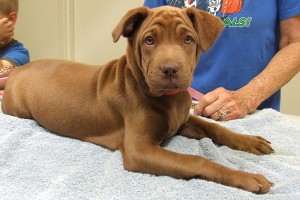 Picture of Shelby