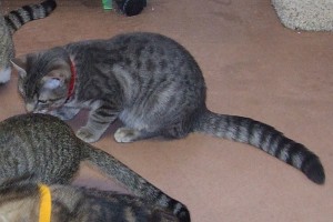 Picture of Simba