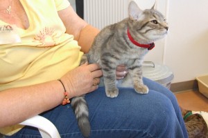 Picture of Simba