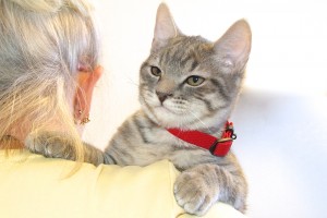 Picture of Simba