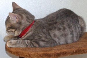 Picture of Simba