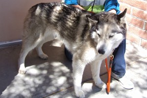 Picture of Sitka