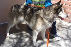 Picture of Sitka