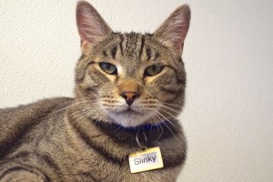 Picture of Slinky
