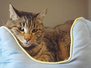 Picture of Slinky