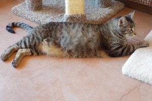 Picture of Slinky