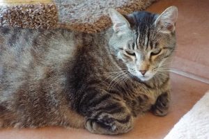 Picture of Slinky