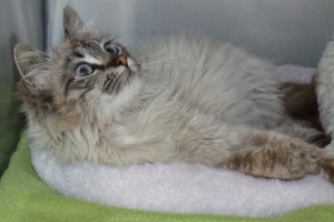 Picture of Sweetie