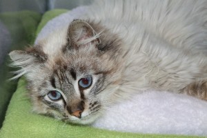 Picture of Sweetie